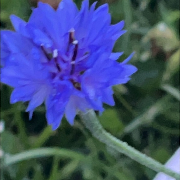 Meet your Posher, Michaela ft. Manny - Picture 7 of 11